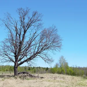 A lone oak tree in forest glade on sunny spring day