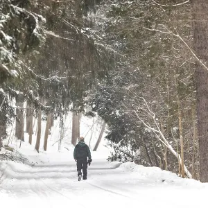 A lone person walks along a snowy path in a dense