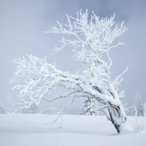 Un arbre solitaire recouvert de neige (Fagus sylvatica).