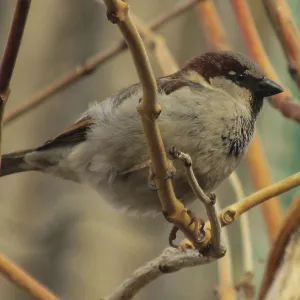 A lone sparrow (Passer domesticus) perches on a bush branch