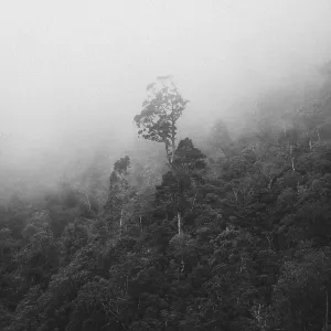 A lone tree stands in a misty forest on a mountain A lone tree stands in a misty forest on a mountain