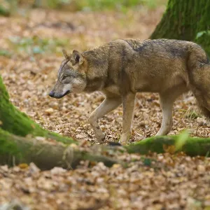 A lone wolf walks across the leaf-covered forest floor