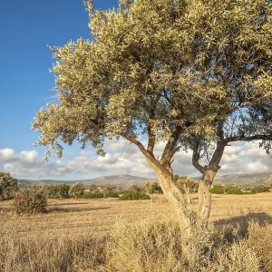 Lonely olive tree on drought meadow
