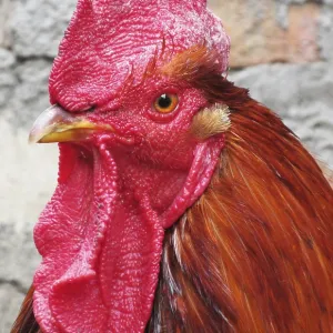 Lonely rooster expressive looks into the distance Lonely rooster expressive looks into the distance