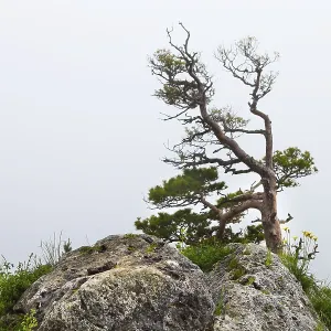 Lonely tree, Lagonaki, Caucasus, Russia Lonely tree, Lagonaki, Caucasus, Russia