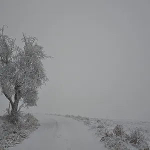 A lonely tree stands on a snow-covered path in a grey winter landscape