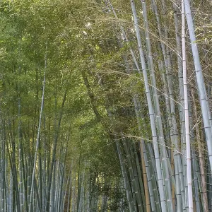 Long bamboo forest rising upwards in a thick green canopy