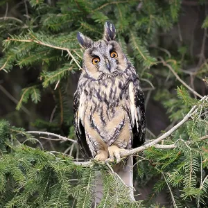 Long-eared Owl Print - Bohemian Forest, Czech Republic Long-eared Owl Print - Bohemian Forest, Czech Republic