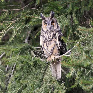 Long-eared Owl Print: Bohemian Forest, Czech Republic Long-eared Owl Print: Bohemian Forest, Czech Republic