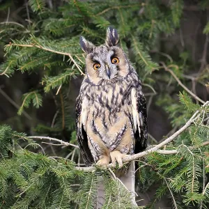 Long-eared Owl Print: Bohemian Forest, Czech Republic Long-eared Owl Print: Bohemian Forest, Czech Republic