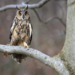 Long-eared Owl Print: Bohemian Forest, Czech Republic Long-eared Owl Print: Bohemian Forest, Czech Republic