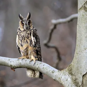 Long-eared Owl in Winter Bohemian Forest Print Long-eared Owl in Winter Bohemian Forest Print