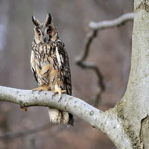 Long-eared Owl Print, Bohemian Forest, Czech Republic Long-eared Owl Print, Bohemian Forest, Czech Republic