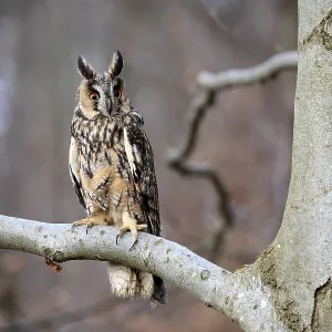 Long-eared Owl Print - Bohemian Forest, Czech Republic Long-eared Owl Print - Bohemian Forest, Czech Republic