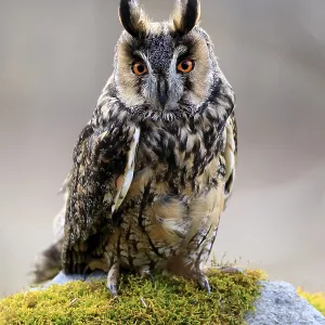 Long-eared Owl Print, Bohemian Forest, Czech Republic Long-eared Owl Print, Bohemian Forest, Czech Republic