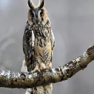 Long-eared Owl Print - Bohemian Forest, Czech Republic Long-eared Owl Print - Bohemian Forest, Czech Republic