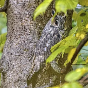 Long-eared owl Asio otus), sitting in tree