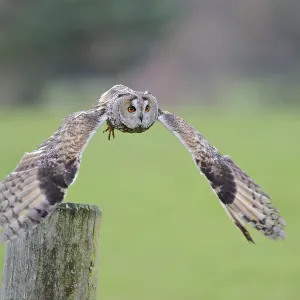 Long-eared owl flying, Asio otus