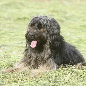 A long-haired fawn-coloured dog lying relaxed in a meadow A long-haired fawn-coloured dog lying relaxed in a meadow