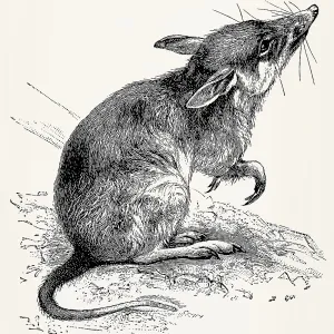 The long-nosed bandicoot (Perameles nasuta)