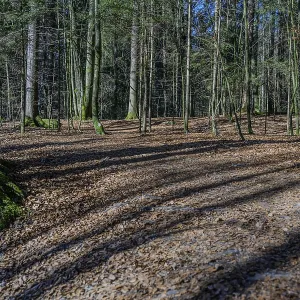 Long shade of trees on a deciduous soil in a dense forest area