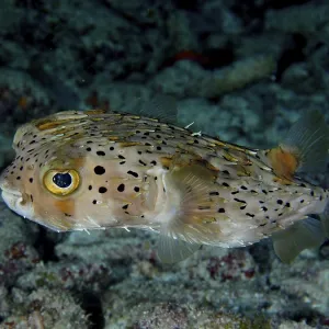 Long-spine porcupinefish (Diodon holocanthus)