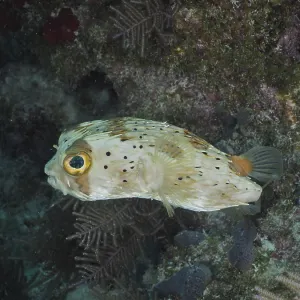Long-spine porcupinefish (Diodon holocanthus)