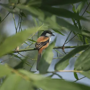 A long-tailed shrike or rufous-backed shrike (Lanius schach) on a tree branch