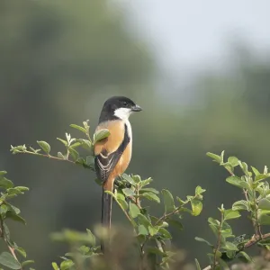 Un shrike de cola larga o shrike de espalda rojiza (Lanius schach) en una rama de árbol