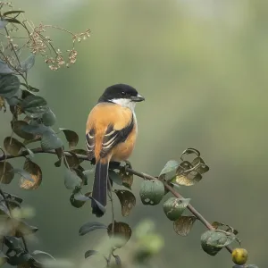 Un aguilucho colirrojo (Lanius schach) en una rama de un árbol, Sreepur, Gazipur, Bangladesh.