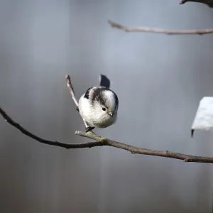 Long-tailed Tit (Aegithalos caudatus) Long-tailed Tit (Aegithalos caudatus)