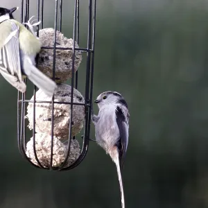 Long-tailed tit (Aegithalos caudatus) Long-tailed tit (Aegithalos caudatus)