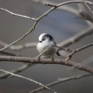 Long-tailed Tit (Aegithalos caudatus) Long-tailed Tit (Aegithalos caudatus)
