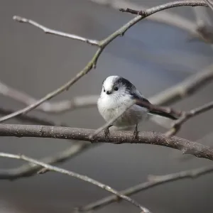 Long-tailed Tit (Aegithalos caudatus) Long-tailed Tit (Aegithalos caudatus)