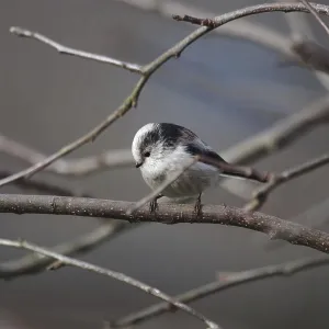 Long-tailed tit (Aegithalos caudatus) Long-tailed tit (Aegithalos caudatus)