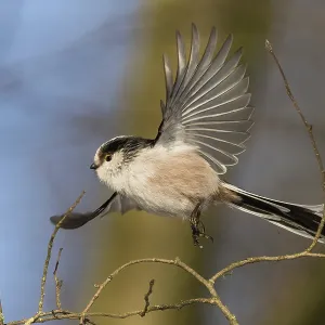 A long-tailed tit (Aegithalos caudatus) in flight against a blue sky background
