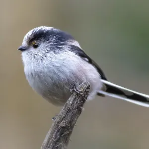 Long-tailed tit perched on a branch print Long-tailed tit perched on a branch print