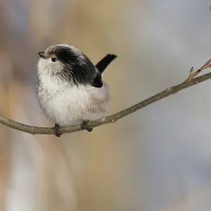 A long-tailed tit (Aegithalos caudatus) sits quietly on a branch against a wintry backdrop