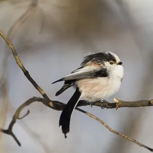 A long-tailed tit (Aegithalos caudatus) sitting on a bare branch in winter