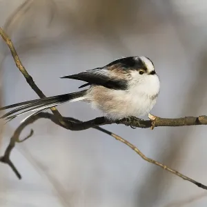 A long-tailed tit (Aegithalos caudatus) sitting on a branch in wintry surroundings