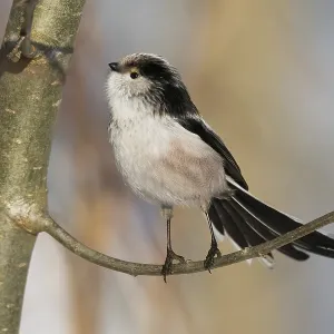 A long-tailed tit (Aegithalos caudatus) stands on a branch with an attentive gaze against a wintry backdrop