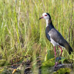Long-toed Lapwing (Vanellus crassirostris) Long-toed Lapwing (Vanellus crassirostris)