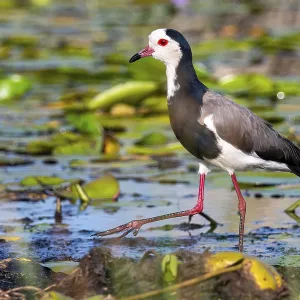 Long-toed Lapwing (Vanellus crassirostris) Long-toed Lapwing (Vanellus crassirostris)