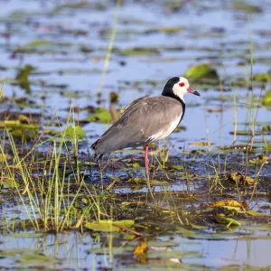 Long-toed Lapwing (Vanellus crassirostris) Long-toed Lapwing (Vanellus crassirostris)