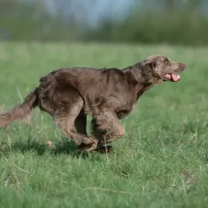 Longhaired Weimaraner, page