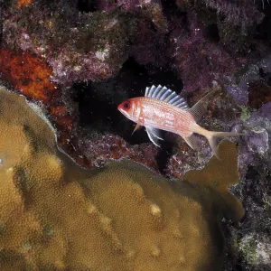 Longspine squirrelfish (Holocentrus rufus) at night