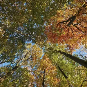 Looking up through autumn treetops that shine in bright colors