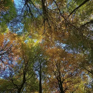 Looking up into an autumnal forest with colorful foliage and blue sky