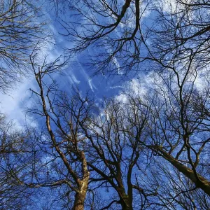 Looking up at bare treetops emerging against a clear blue sky with some clouds