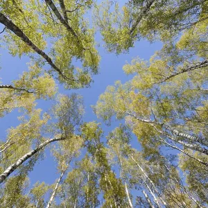 Looking up in birch forest with wide angle lens